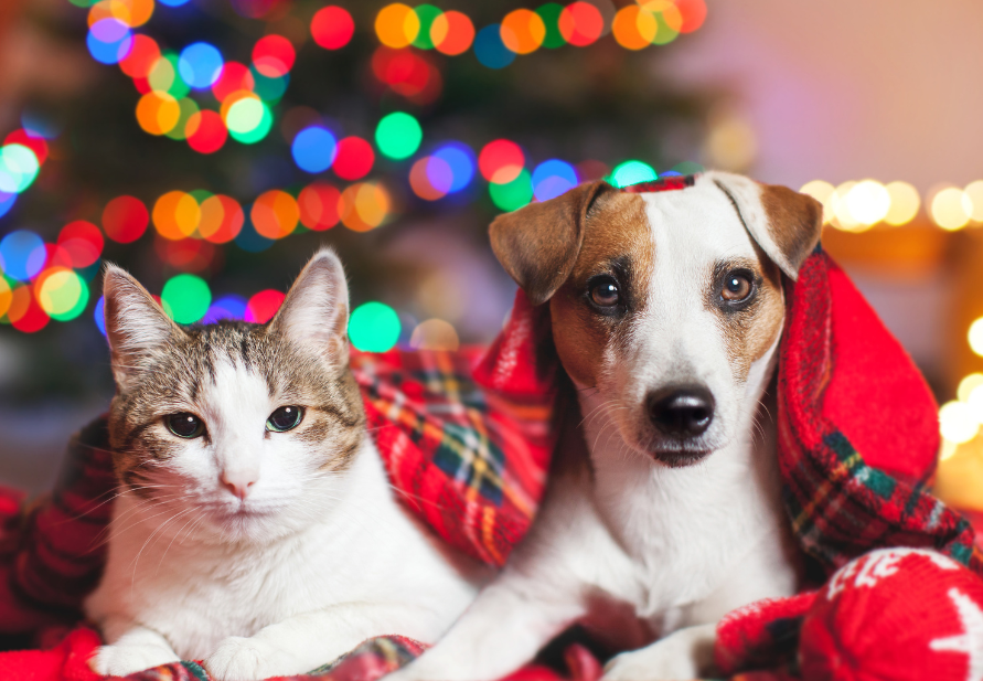 nutrición para mascotas en Navidad